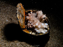 Octopus in a new home. Canon G10 by Andrew Macleod 